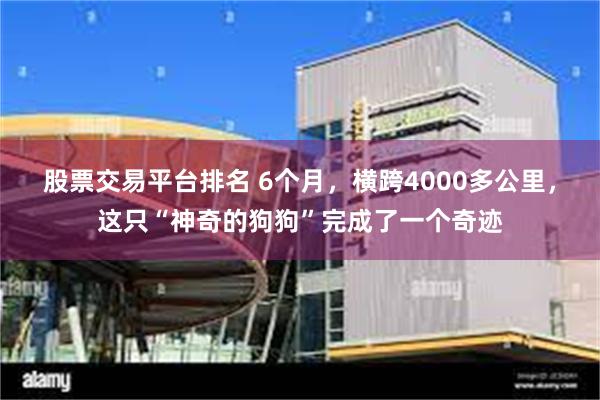 股票交易平台排名 6个月，横跨4000多公里，这只“神奇的狗狗”完成了一个奇迹